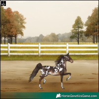 Horse Color:Liver Chestnut Tobiano Skewed Appaloosa Rabicano 