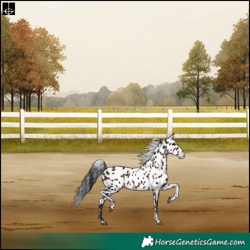 Horse Color:Liver Chestnut Tobiano Skewed Appaloosa Rabicano