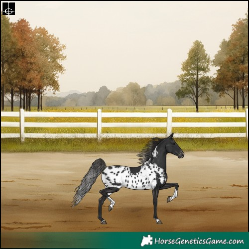 Horse Color:Liver Chestnut Tobiano Skewed LP Spotted Rabicano 