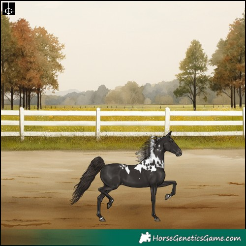Horse Color:Liver Chestnut Skewed Appaloosa Rabicano 