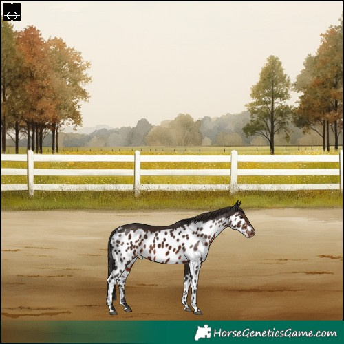 Horse Color:Liver Chestnut Skewed Appaloosa Rabicano 