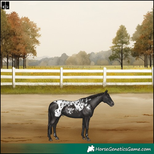 Horse Color:Liver Chestnut Skewed Appaloosa Rabicano 