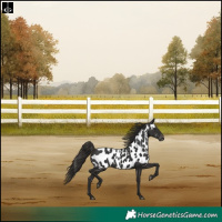 Horse Color:Liver Chestnut Skewed LP Spotted Rabicano 