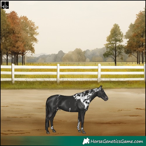 Horse Color:Liver Chestnut Tobiano Skewed Appaloosa Rabicano 