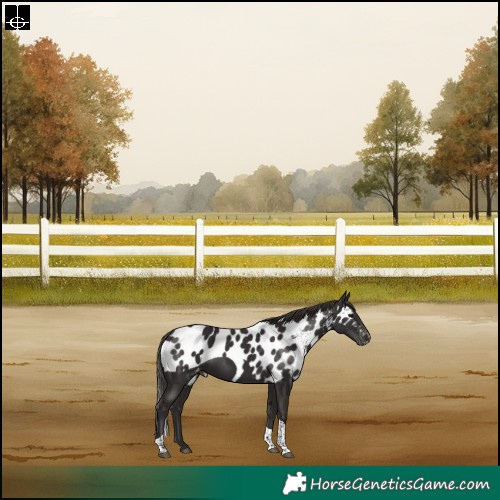Horse Color:Liver Chestnut Tobiano Skewed LP Spotted Rabicano 