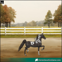 Horse Color:Liver Chestnut Tobiano Skewed LP Spotted Rabicano