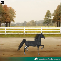 Horse Color:Liver Chestnut Tobiano Skewed Appaloosa Rabicano