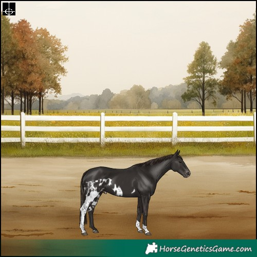 Horse Color:Liver Chestnut Tobiano Skewed Appaloosa Rabicano 