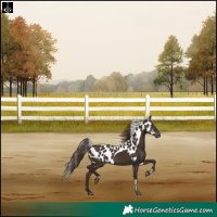 Horse Color:Liver Chestnut Tobiano Skewed Appaloosa Rabicano 