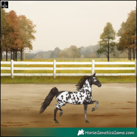 Horse Color:Liver Chestnut Tobiano Skewed Appaloosa Rabicano