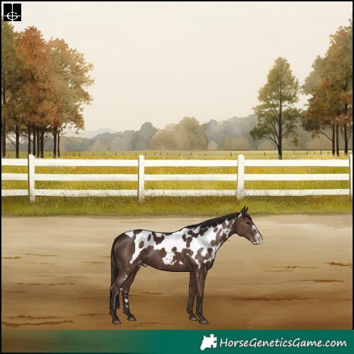 Horse Color:Liver Chestnut Frame Skewed Appaloosa Rabicano 
