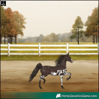 Horse Color:Liver Chestnut Frame Skewed Appaloosa Rabicano