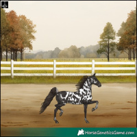 Horse Color:Liver Chestnut Tobiano Frame Skewed Appaloosa Rabicano