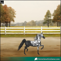 Horse Color:Liver Chestnut Skewed Appaloosa Rabicano 