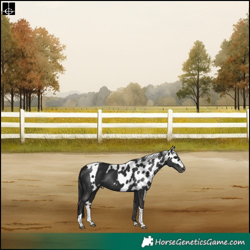 Horse Color:Liver Chestnut Tobiano Skewed Appaloosa Rabicano