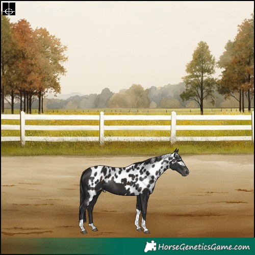 Horse Color:Liver Chestnut Tobiano Skewed Appaloosa Rabicano