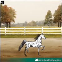 Horse Color:Liver Chestnut Skewed Appaloosa Rabicano 