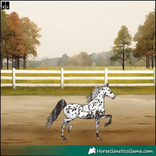 Horse Color:Liver Chestnut Skewed Appaloosa Rabicano 