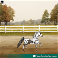 Horse Color:Liver Chestnut Tobiano Skewed Appaloosa Rabicano 