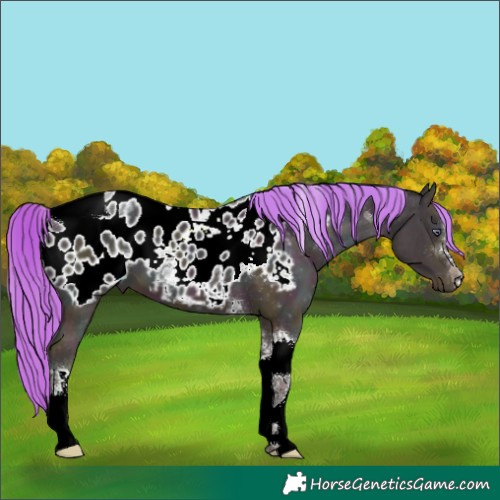 Horse Color:Unknown 