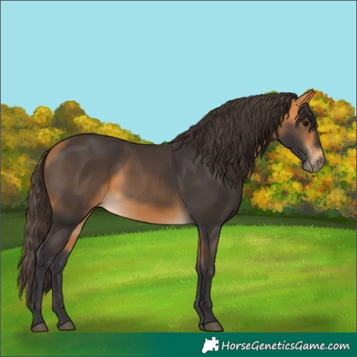 Horse Color:Buckskin 