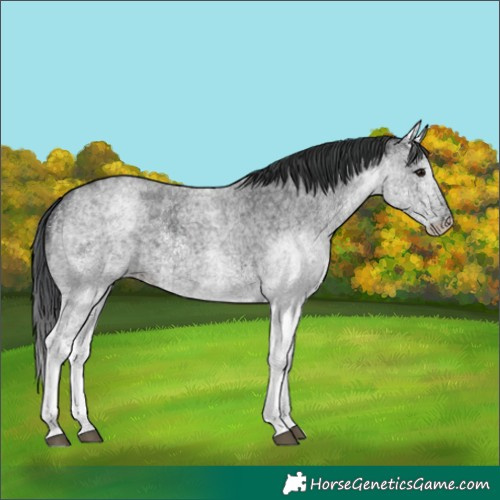 Horse Color:White Spotted Blue Roan