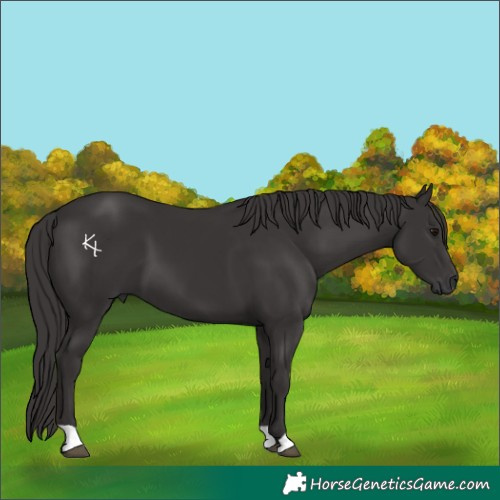 Horse Color:Smoky Black 