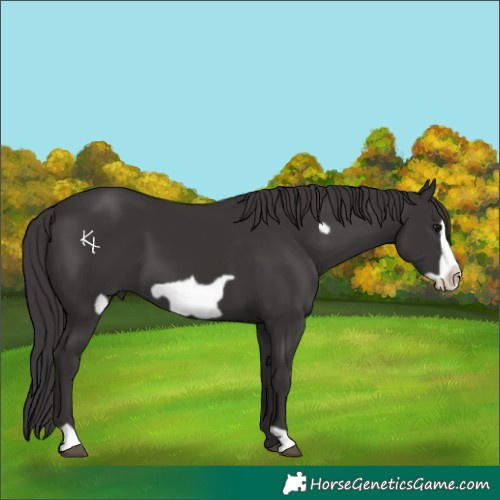 Horse Color:Smoky Black Frame 