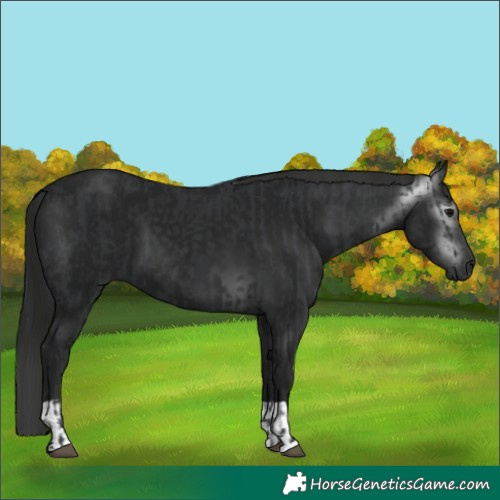 Horse Color:Black  and Gray Black 