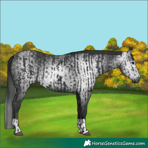 Horse Color:Black  and Gray Black 