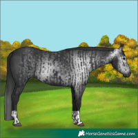 Horse Color:Black and Gray Black