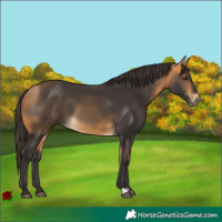 Horse Color:Buckskin 