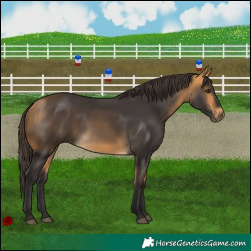 Horse Color:Buckskin