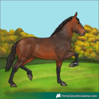 Horse Color:Bay 
