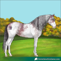 Horse Color:White Spotted Bay 