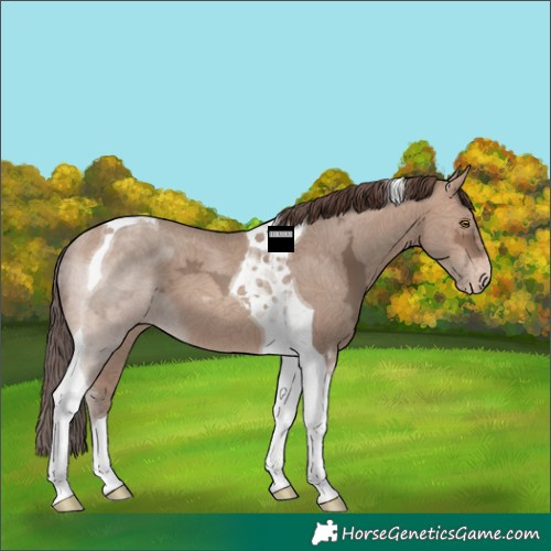 Horse Color:Sable Champagne Ice Tobiano Appaloosa