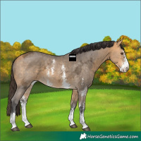 Horse Color:Buckskin Ice Sabino