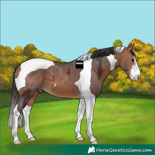 Horse Color:White Spotted Bay Ice Tobiano 