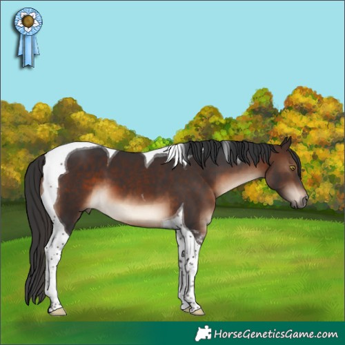 Horse Color:Brown Tobiano 