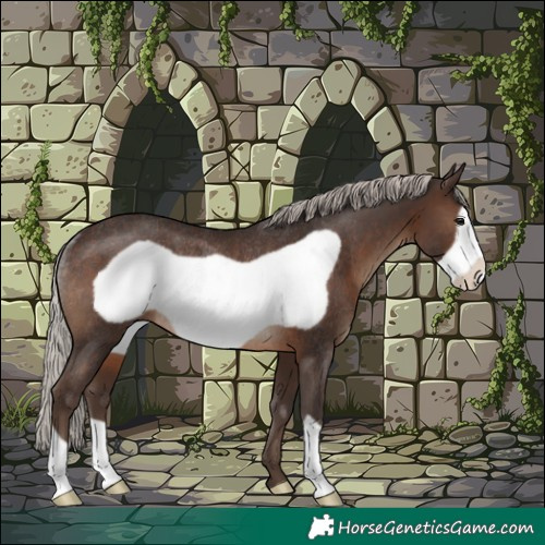 Horse Color:Silver Brown Frame Rabicano