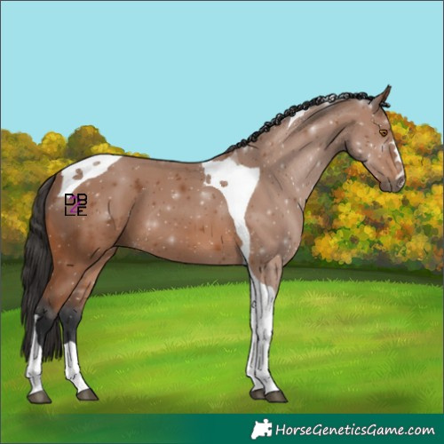 Horse Color:Bay Tobiano 