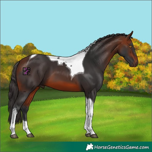Horse Color:Bay Mushroom Tobiano 