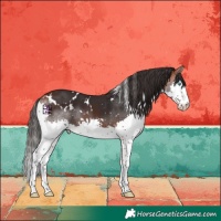 Horse Color:White Spotted Bay Sabino Splash 
