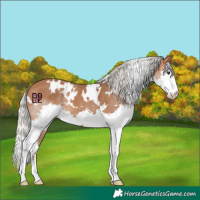 Horse Color:White Spotted Silver Bay Splash