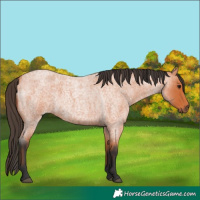 Horse Color:Bay Roan
