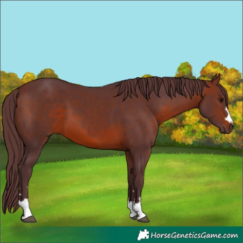 Horse Color:Chocolate Brown 