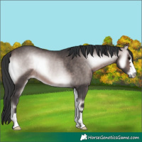 Horse Color:Platinum Bay Onyx