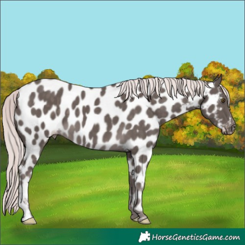 Horse Color:Platinum Chocolate Palomino Appaloosa 