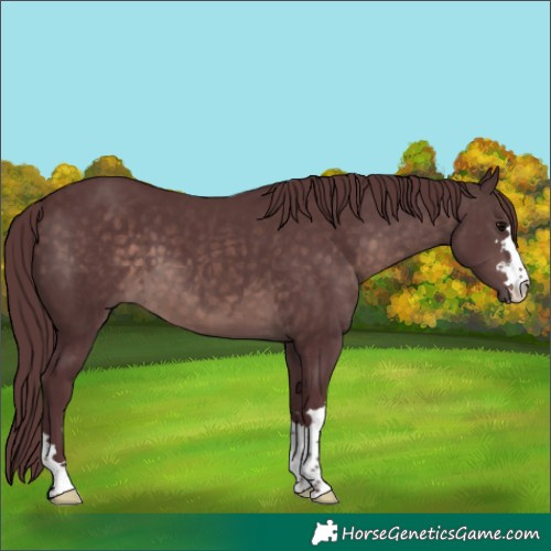 Horse Color:Platinum Chocolate Brown 