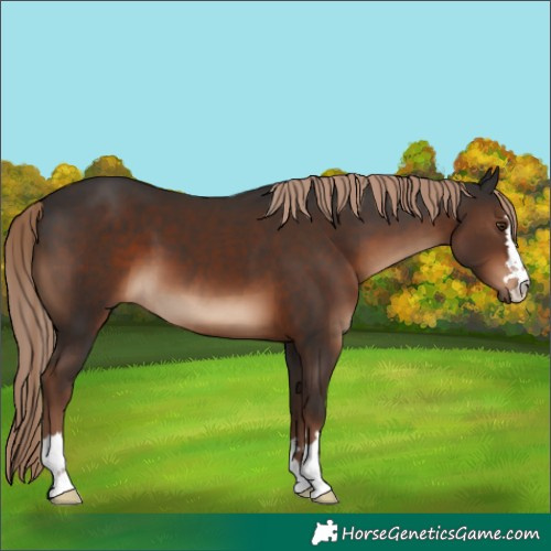 Horse Color:Liver Chestnut